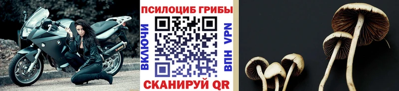 Галлюциногенные грибы Psilocybe  Калининград 